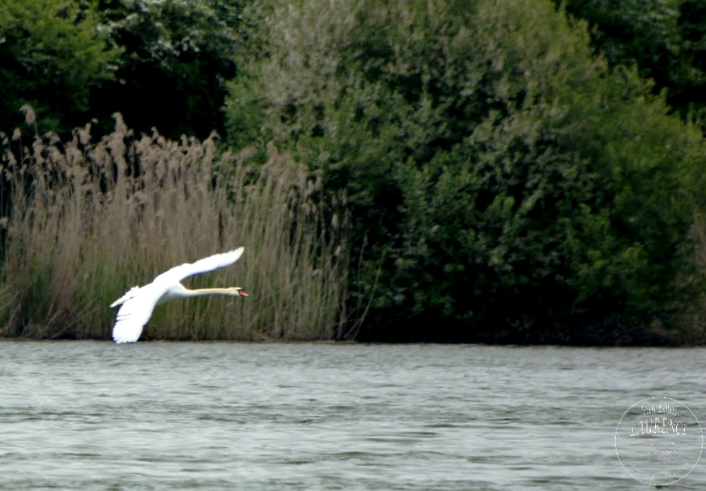 Envole du cygne